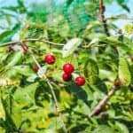 Plasa anti pasari 8x20m din polietilena, cu pini de fixare, verde Mob360 - imagine 3